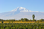 Weinberge in der Ararat-Ebene in der Nähe von Artashat, mit dem Berg Ararat im Hintergrund, südöstlich von Eriwan, Armenien, Eurasien