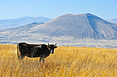 cattle on the Argitchi plateau, Armaghan volcano in the background, Gegharkunik region, Armenia, Eurasia