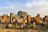 Schafherde auf dem Noratus-Friedhof (dem größten Chatschkar-Friedhof Armeniens), nahe dem Sewansee, Region Gegharkunik, Armenien, Eurasie