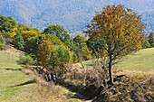 pasture in the Dilijan National Park, near the village of Gosh, Tavush region, Armenia, Eurasia