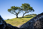  Single laurel trees in Fanal, Madeira, Portugal. 