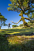 Lorbeerbaum mit einer an einen Zauberer erinnernden Gestalt und einer Person die ihm die Hand reicht, Fanal, Madeira, Portugal.