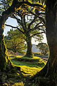 Stämme von Lorbeerbäumen bilden einen Rahmen für einen Lorbeerbaum der auf einer scheibenförmigen Insel steht, Fanal, Madeira, Portugal.