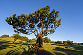 Wald aus Lorbeerbäumen im Abendlicht in Fanal, Madeira, Portugal.