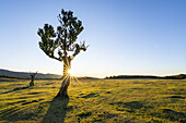  Single laurel trees in the evening light in Fanal, Madeira, Portugal. 