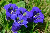  Blooming gentian, Pfunderer Höhenweg, Zillertal Alps, South Tyrol, Italy 