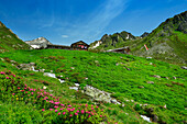  View of Eisbruggalm with alpine roses in the foreground, Pfunderer Höhenweg, Zillertal Alps, South Tyrol, Italy 