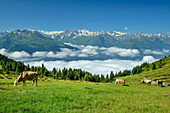 Kühe weiden über dem Salzachtal, Hohe Tauern im Hintergrund, Pinzgauer Höhenweg, Kitzbüheler Alpen, Salzburg, Österreich