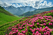  Blooming alpine rose fields with Pfunderer mountains in the background, Pfunderer Höhenweg, Zillertal Alps, South Tyrol, Italy 