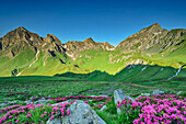  Blooming alpine roses with Wurmaulspitze, Eselskopf and Grabspitz, Kellerscharte, Pfunderer Höhenweg, Zillertal Alps, South Tyrol, Italy 