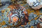 Südafrikanische Turbanschnecke, Otter Trail, Tsitsikamma Section, Garden Route National Park, Eastern Cape, Südafrika