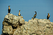 Mehrere Kormorane sitzen zum Trocknen auf einem Felsen, Otter Trail, Tsitsikamma Section, Garden Route National Park, Eastern Cape, Südafrika