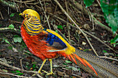  Golden Pheasant, Chrysolophus pictus, Birds of Eden, Plettenberg Bay, Western Cape, South Africa 