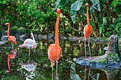 Roter Flamingo, Phoenicopterus ruber, Birds of Eden, Plettenberg Bay, Western Cape, Südafrika