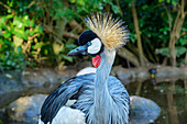  Crowned Crane, Balearica pavonina, Birds of Eden, Plettenberg Bay, Western Cape, South Africa 