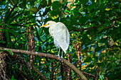 Kuhreiher, Bubulcus ibis, Birds of Eden, Plettenberg Bay, Western Cape, Südafrika