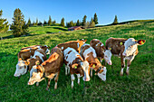  Herd of cows on the pasture with Wagneralm in the background, Farrenpoint, Bavarian Alps, Upper Bavaria, Bavaria, Germany 