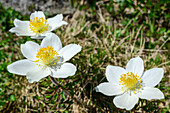 Kleine Alpen-Kuhschelle, Brockenanemone, Pulsatilla alpina subsp. austriaca, Südlicher Windbachspitz, Zillertaler Alpen, Tirol, Österreich