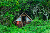 Hütte steht im Küstenwald, Storms River Rest Camp, Storms River, Tsitsikamma Section, Garden Route National Park, Eastern Cape, Südafrika