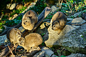  Several young rock hyraxes sitting on rocks, Storms River, Tsitsikamma Section, Garden Route National Park, Eastern Cape, South Africa 