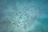  Underwater photo in the Kamenjak nature reserve in Istria, Croatia. 