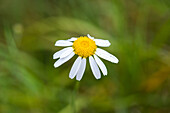 Close up of daisy flower in the summer meadow