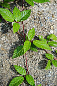 Blackberry plant vine on the stone in the forest