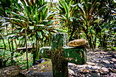 synkretistisches Pflanzenkreuz, Friedhof La Taña, Gebiet Reyna, Departement Uspantan, Guatemala, Mittelamerika