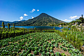 Gemüsefeld und Vulkan San Pedro, südwestlich der Caldera des Atitlán-Sees, Santiago Atitlán, Guatemala, Mittelamerika