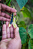 planting of beans on the slopes of the Tolimán volcano ,Santiago Atitlan, lake of Atitlán ,Guatemala, Central America