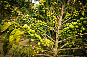 coffee plantation on the slopes of Tolimán volcano ,Santiago Atitlan, lake of Atitlán ,Guatemala, Central America