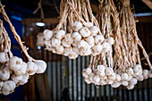 Garlic, food and vegetable trade, Lancetillo - La Parroquia, Franja Transversal del Norte, Quiché department, Guatemala