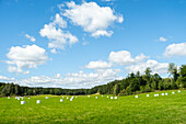 Dry hay bales wrapped in plastic on a field in Southern Sweden. Because white is not only reflective, but it is both a bad absorber and radiator of heat, it is the ideal color for silage film.