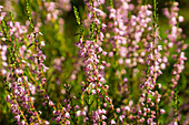 Closeup of purple heather (Calluna vulgaris) growing in a forest in Southern Sweden.