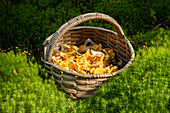 Korb voller frisch gepflückter Pfifferlinge (Cantharellus cibarius) im Moos eines Waldes.