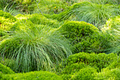 Polytrichum commune (also known as common haircap, great golden maidenhair, great goldilocks, common haircap moss, or common hair moss).