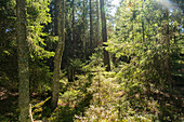 Beautiful landscape of the Listorp nature reserve in Söderköping, Sweden.