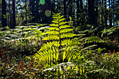 Backlit fern in a natural park in Sweden.