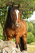 Portrait of a beautiful horse under a tree in a Swedish natural pasture