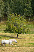 Connemara pony (Irish: Capaillín Chonamara) in a natural pasture in Southern Sweden