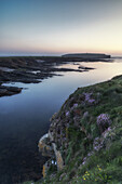  View of flowers on Stem Coast. Sunset. Brough of Birsay in the background. 