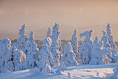  Spruces, Picea abies, snow-covered trees, Brocken, summit, Harz, Harz National Park, winter, Saxony-Anhalt, Germany 