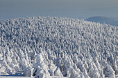  Spruces, Picea abies, snow-covered trees, Brocken, summit, Harz, Harz National Park, winter, Saxony-Anhalt, Germany 