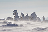  Spruces, Picea abies, snow-covered trees, Brocken, summit, Harz, Harz National Park, winter, Saxony-Anhalt, Germany 