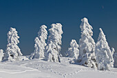  Spruces, Picea abies, snow-covered trees, Brocken, summit, Harz, Harz National Park, winter, Saxony-Anhalt, Germany 