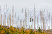  Bark beetles, Scolytinae, dead spruce trees, Brockenwald, Harz National Park, Saxony-Anhalt, Germany 