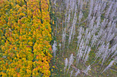 Rotbuche, Fagus sylvatica, herbstlicher Laubwald neben durch Borkenkäfer, Scolytinae, abgestorbenen Fichtenwald, Nationalpark Harz, Sachsen-Anhalt, Deutschland