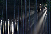  Norway spruce, Picea abies, spruce forest in the fog, Lower Saxony, Germany 