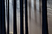  Norway spruce, Picea abies, spruce forest in the fog, Lower Saxony, Germany 