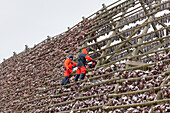  Stockfish, drying cod, Lofoten, Norway 